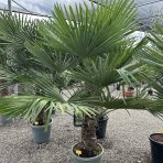 Palma konopná (Trachycarpus fortunei) - celková výška 140-160 cm, výška kmeňa 40-50 cm, kont. C25L (-17°C)